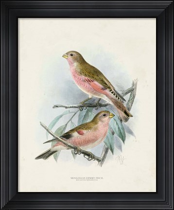 Framed Antique Birds IV Print