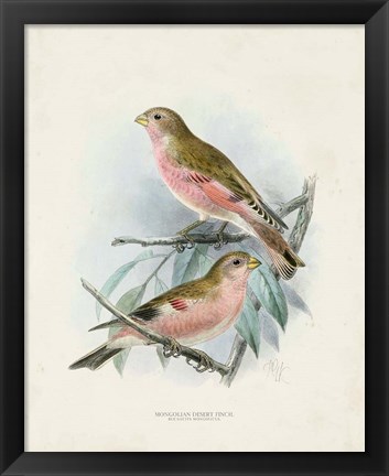 Framed Antique Birds IV Print