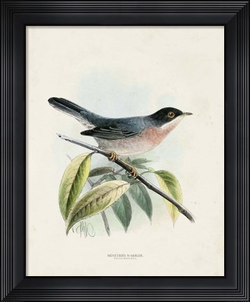 Framed Antique Birds V Print