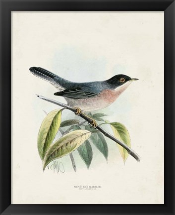 Framed Antique Birds V Print