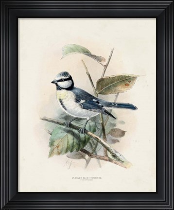 Framed Antique Birds VI Print