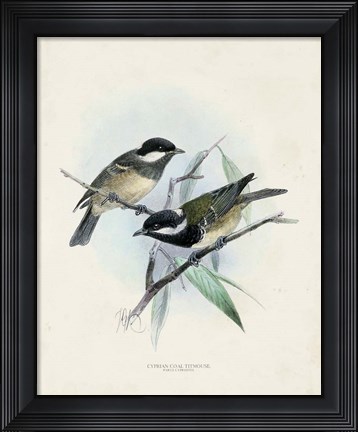 Framed Antique Birds VII Print