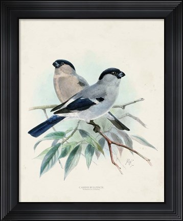 Framed Antique Birds VIII Print