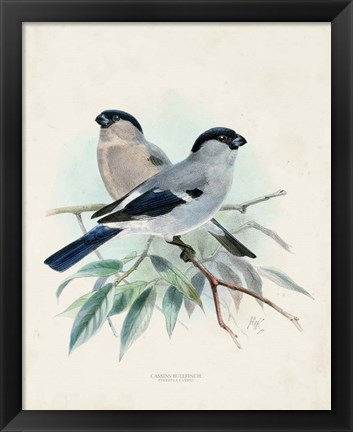 Framed Antique Birds VIII Print