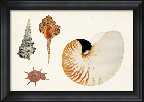 Framed Antique Shell Anthology I Print