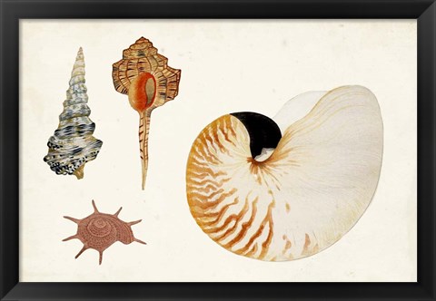 Framed Antique Shell Anthology I Print