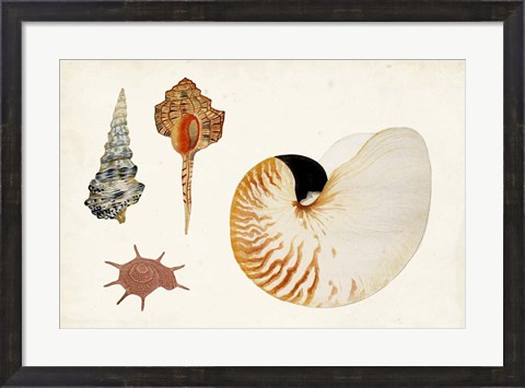 Framed Antique Shell Anthology I Print
