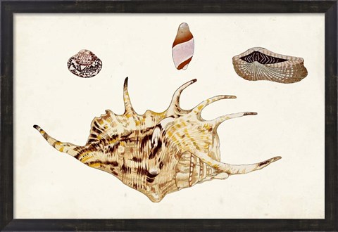 Framed Antique Shell Anthology II Print