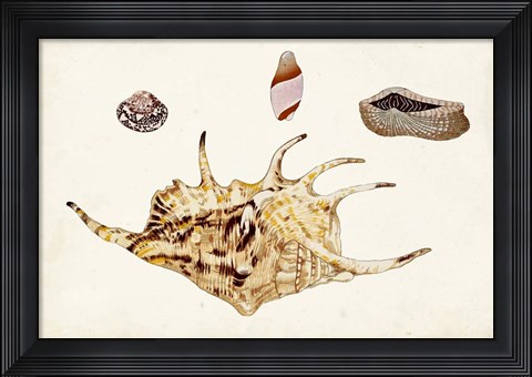 Framed Antique Shell Anthology II Print