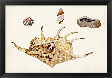Framed Antique Shell Anthology II Print