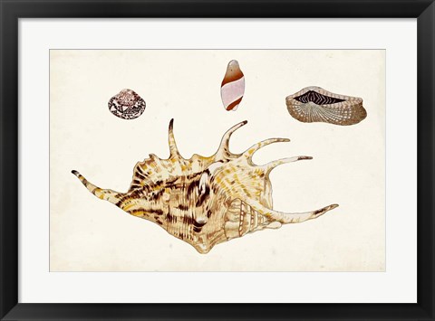 Framed Antique Shell Anthology II Print