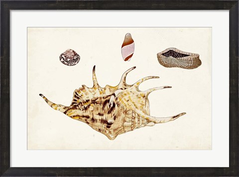 Framed Antique Shell Anthology II Print