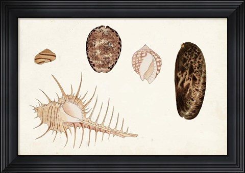 Framed Antique Shell Anthology III Print