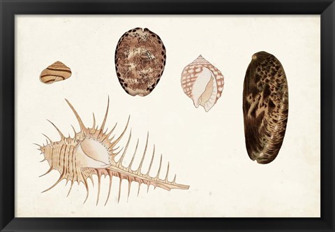 Framed Antique Shell Anthology III Print