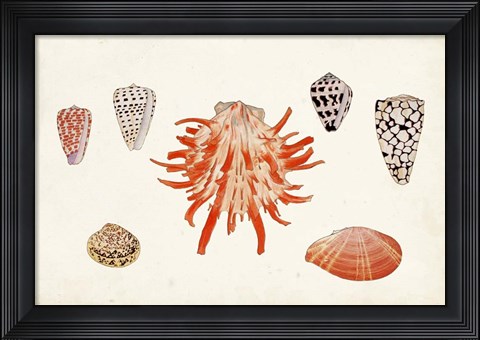 Framed Antique Shell Anthology IV Print