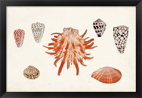 Framed Antique Shell Anthology IV Print