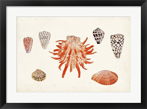 Framed Antique Shell Anthology IV Print