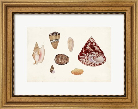 Framed Antique Shell Anthology V Print