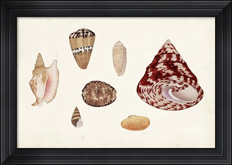 Framed Antique Shell Anthology V Print