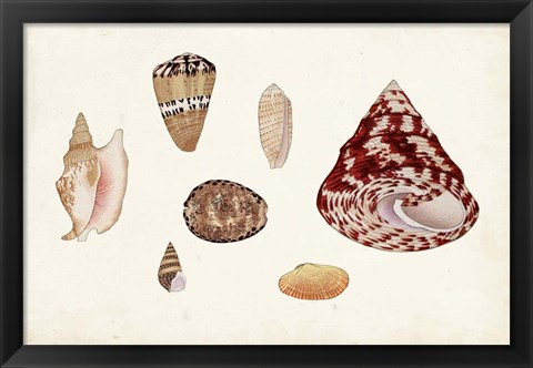 Framed Antique Shell Anthology V Print