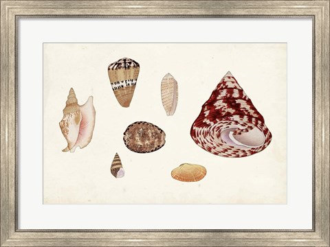Framed Antique Shell Anthology V Print