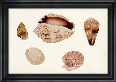 Framed Antique Shell Anthology VI Print