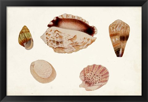 Framed Antique Shell Anthology VI Print