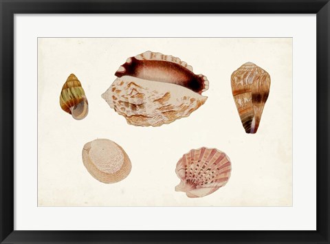 Framed Antique Shell Anthology VI Print