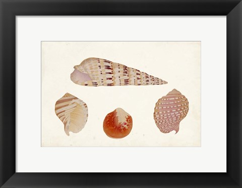 Framed Antique Shell Anthology VII Print