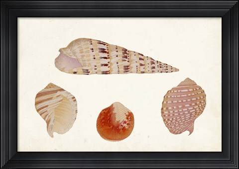 Framed Antique Shell Anthology VII Print
