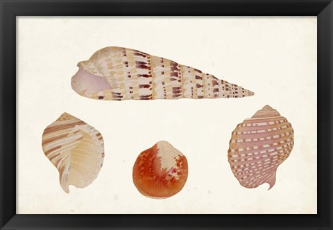 Framed Antique Shell Anthology VII Print