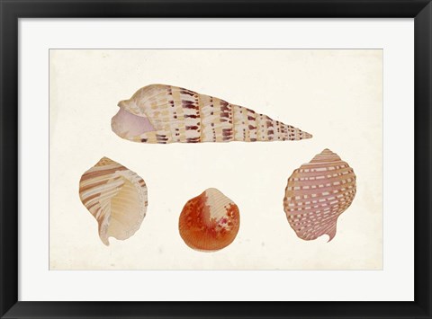 Framed Antique Shell Anthology VII Print