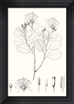 Framed Illustrative Leaves I Print