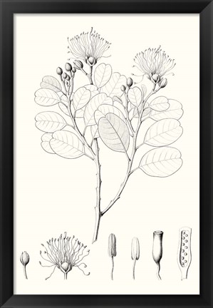 Framed Illustrative Leaves I Print