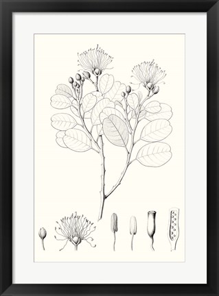 Framed Illustrative Leaves I Print