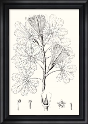 Framed Illustrative Leaves II Print