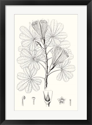 Framed Illustrative Leaves II Print