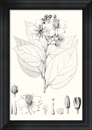 Framed Illustrative Leaves III Print