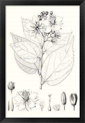 Framed Illustrative Leaves III Print