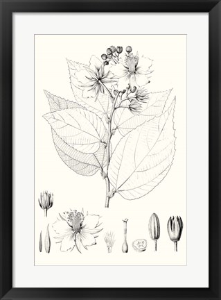 Framed Illustrative Leaves III Print