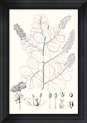 Framed Illustrative Leaves IV Print