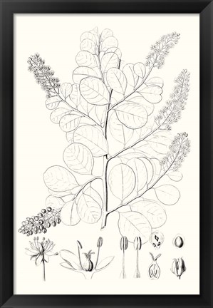 Framed Illustrative Leaves IV Print