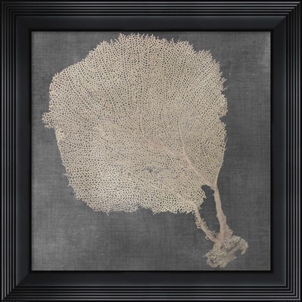 Framed Natural Sea Fan II Print