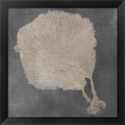 Framed Natural Sea Fan II Print