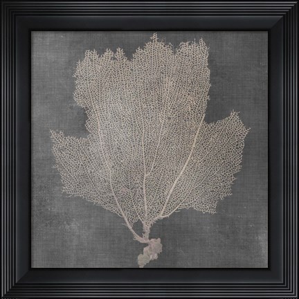 Framed Natural Sea Fan III Print
