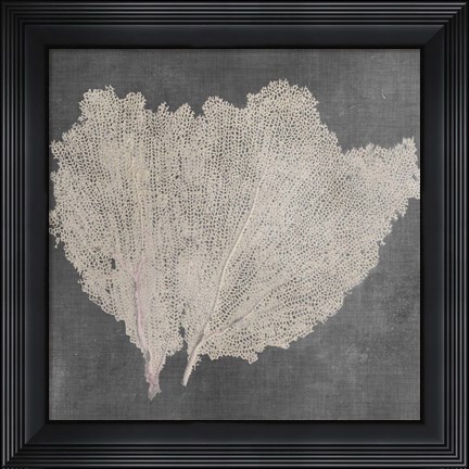 Framed Natural Sea Fan IV Print