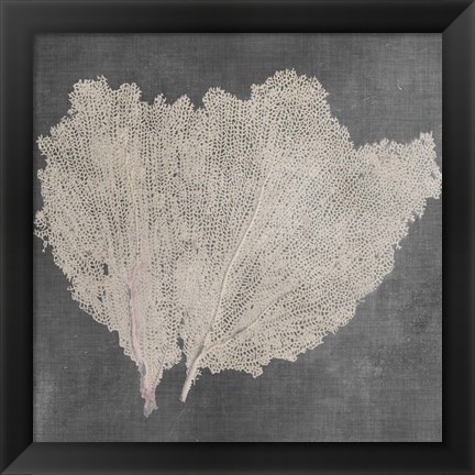 Framed Natural Sea Fan IV Print