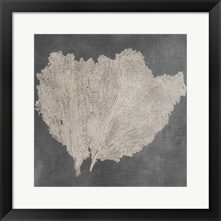 Framed Natural Sea Fan IV Print