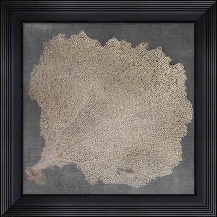 Framed Natural Sea Fan V Print