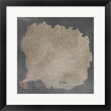 Framed Natural Sea Fan V Print